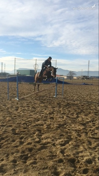 Se vende yegua angloarabe, carta de CDE para deporte salto, raid, doma... in 