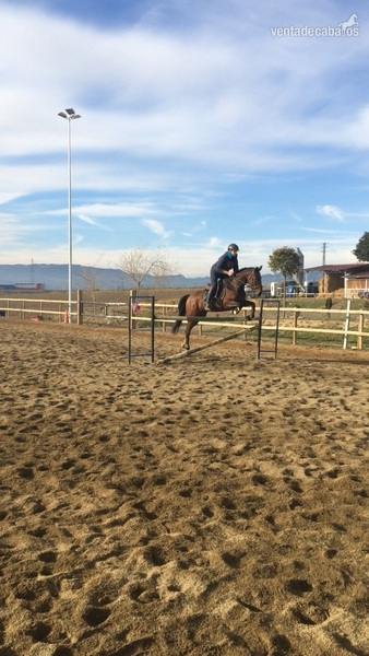 Se vende yegua angloarabe, carta de CDE para deporte salto, raid, doma... - Yeguas