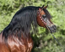 Arabe {TYPE}
