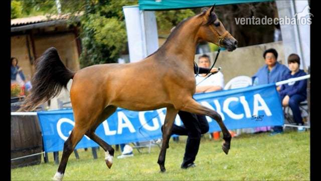SEMENTAL PURA RAZA ARABE PRA - Caballos Árabes Arabe
