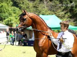 SEMENTAL PURA RAZA ARABE PRA - Caballos Árabes