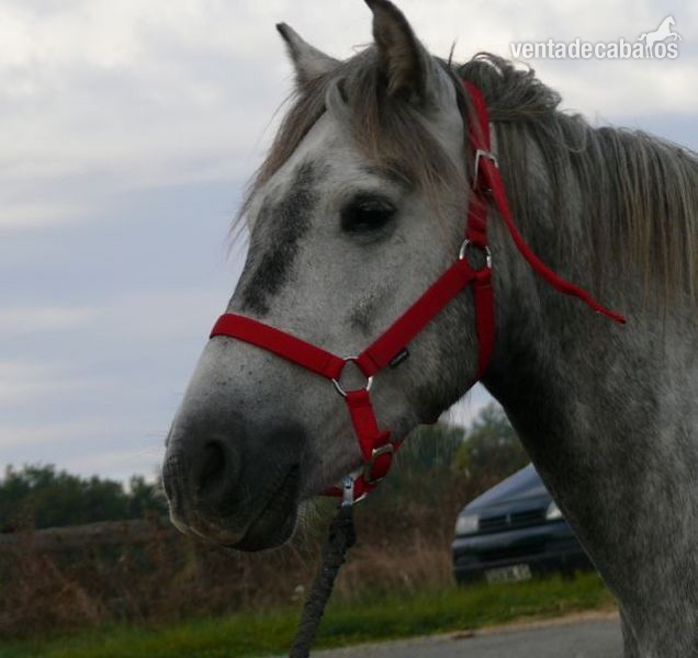 camargue 4 anos in 