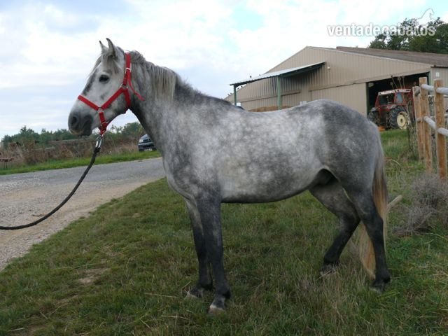 Camargue