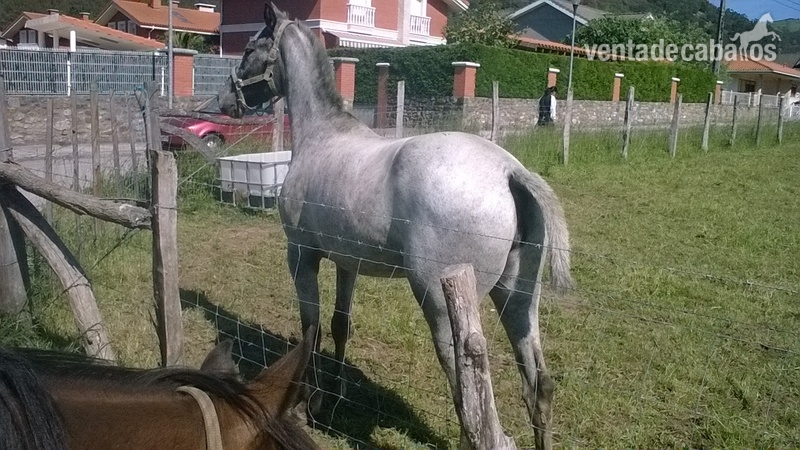 Venta de potra in 