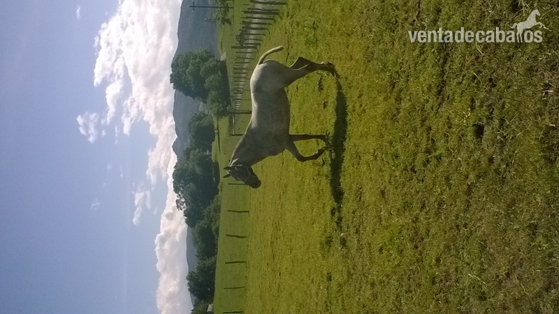 Cruce Lusitano y apalosso