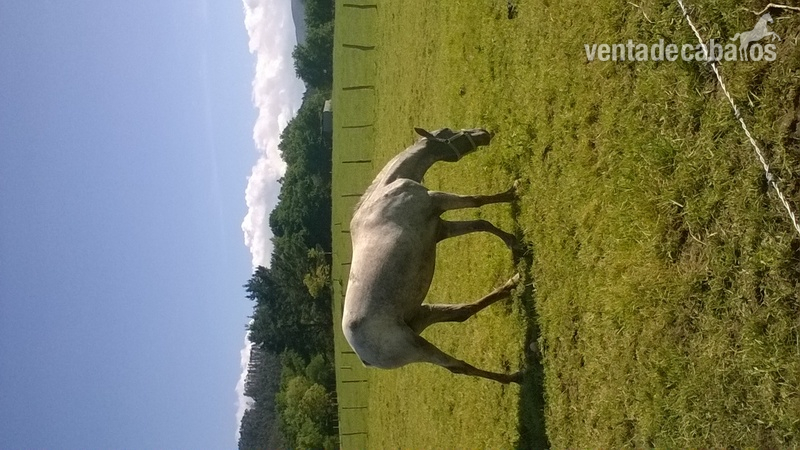 Cruce Lusitano y apalosso {TYPE}