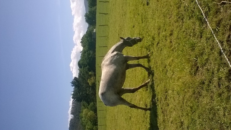 Cruce Lusitano y apalosso {TYPE}
