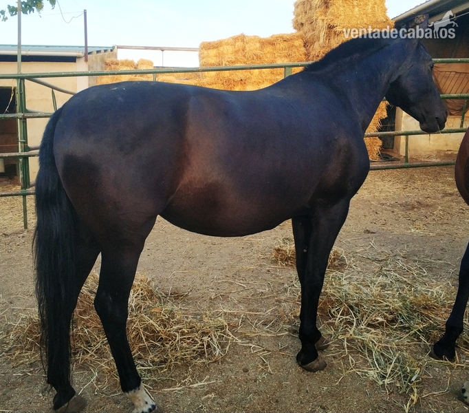 Caballos Pura Raza Española (P.R.E.) Pura Raza Española - A la venta yegua PRE negra preñada de GERENTE V de yeguada militar