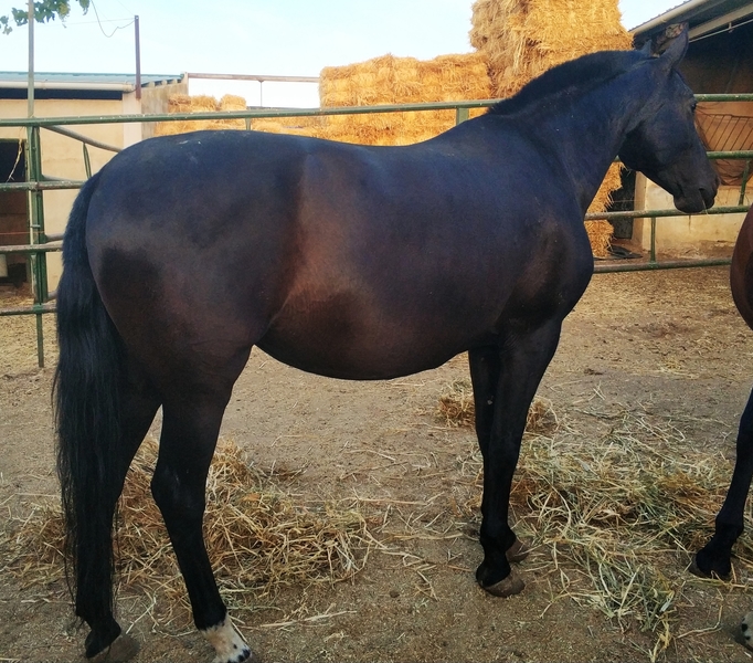 Caballos Pura Raza Española (P.R.E.) Pura Raza Española - A la venta yegua PRE negra preñada de GERENTE V de yeguada militar