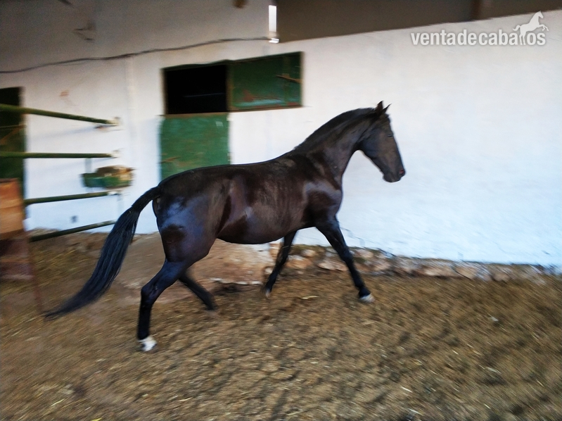 A la venta yegua PRE negra preñada de GERENTE V de yeguada militar - Caballos Pura Raza Española (P.R.E.) Pura Raza Española