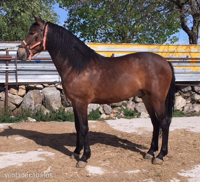 venta de caballos in 