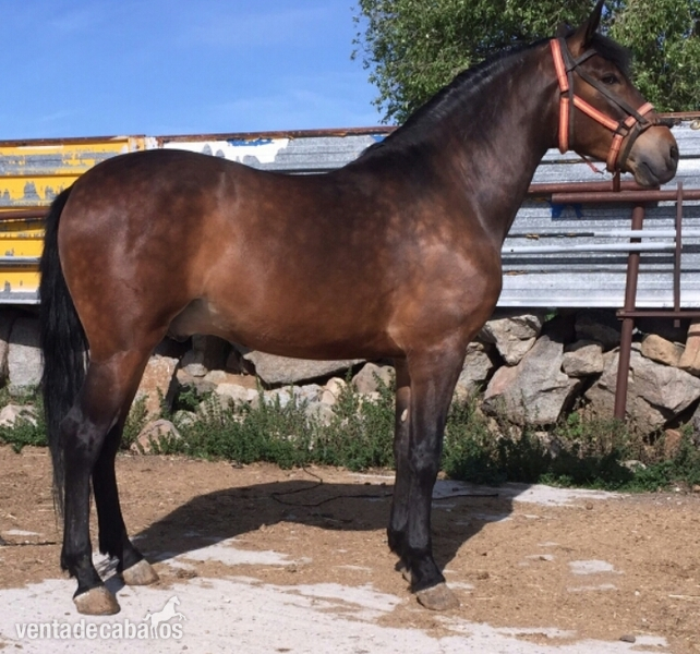 Hispano-Arabe