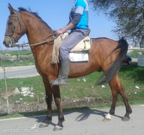 Hispano-Arabe {TYPE}