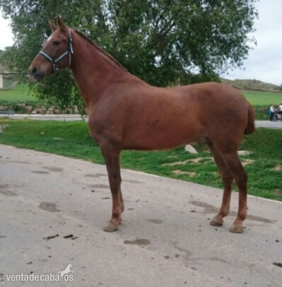 Caballos Capados Hispano-Arabe - venta de caballos