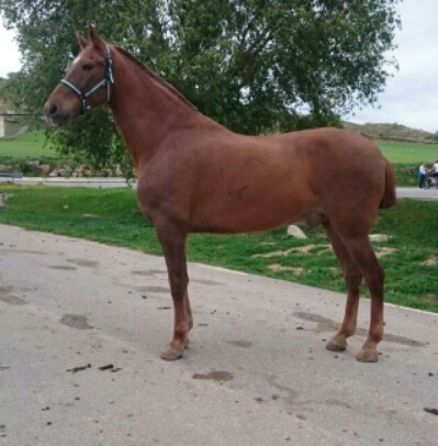 Caballos Capados Hispano-Arabe - venta de caballos