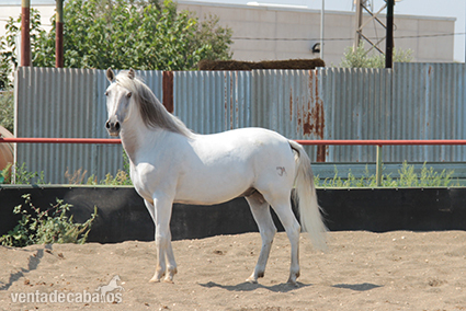 VENDO CABALLO MONTURA in 