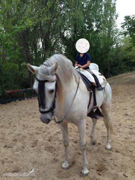 Vendo caballo semental español PRE in 