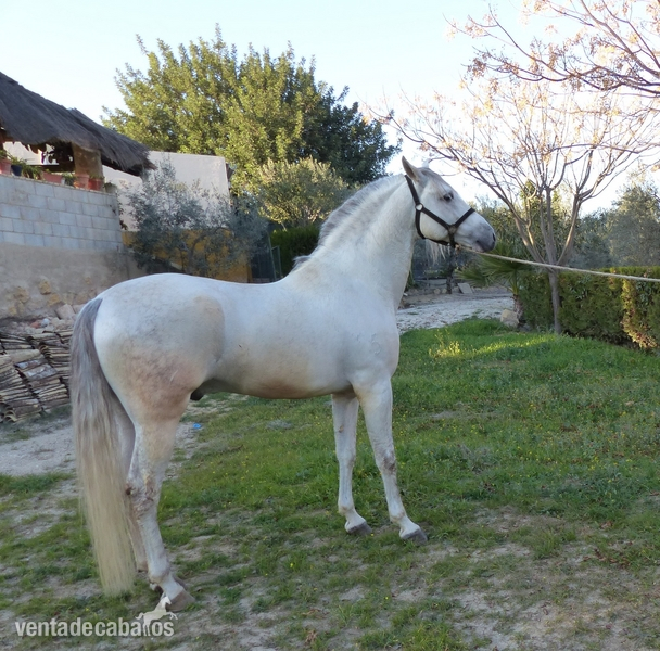 Caballos Pura Raza Española (P.R.E.) PRE - Vendo caballo semental español PRE