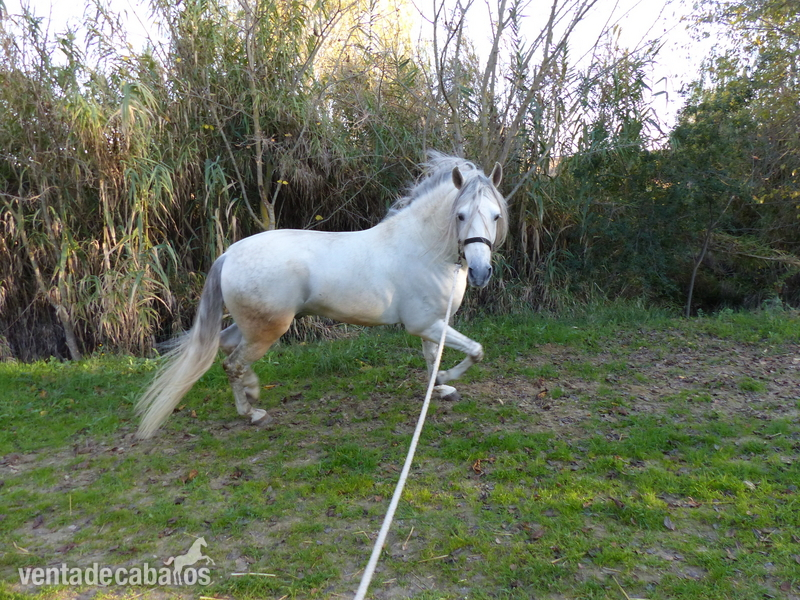 Vendo caballo semental español PRE - Caballos Pura Raza Española (P.R.E.) PRE