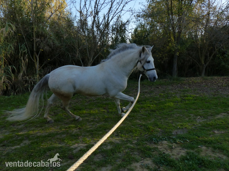 Vendo caballo semental español PRE - PRE