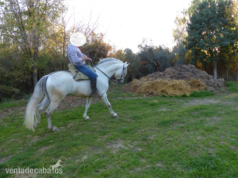 Vendo caballo semental español PRE - Caballos Pura Raza Española (P.R.E.)