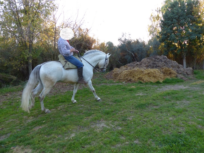 Vendo caballo semental español PRE - Caballos Pura Raza Española (P.R.E.)
