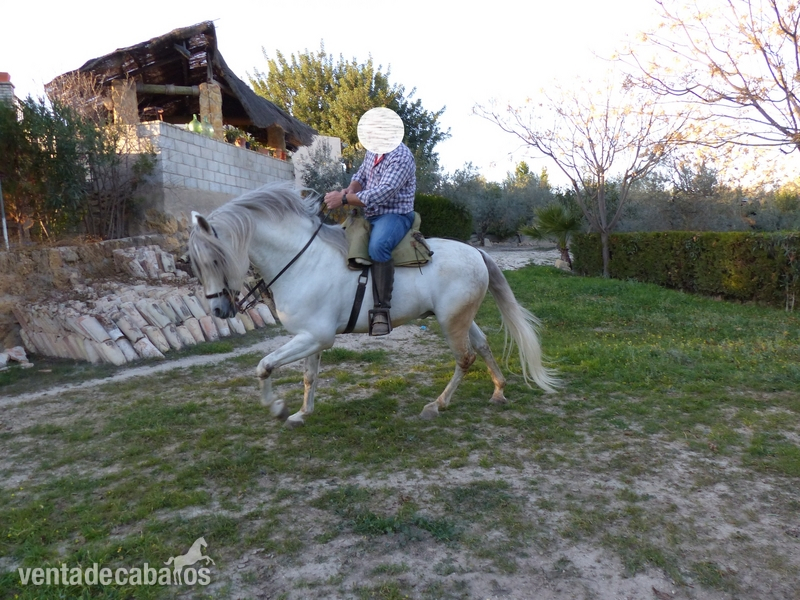 Vendo caballo semental español PRE