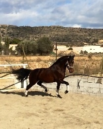Pura Raza Española