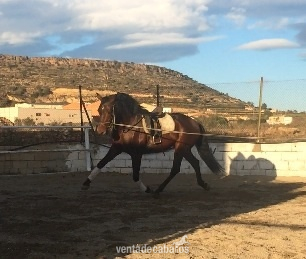  Animoso Potro P.R.E  - Caballos Pura Raza Española (P.R.E.) Pura Raza Española