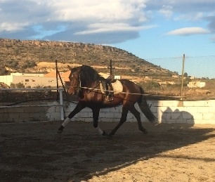  Animoso Potro P.R.E  - Caballos Pura Raza Española (P.R.E.) Pura Raza Española