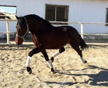  Animoso Potro P.R.E  - Caballos Pura Raza Española (P.R.E.)