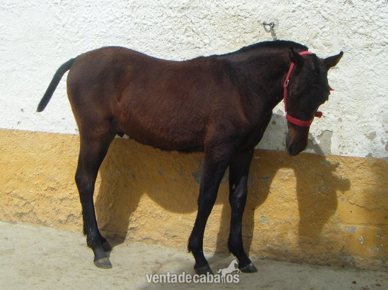 POTRO PARA SALTO in 