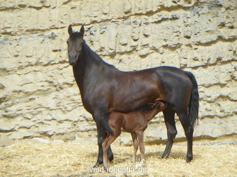 Caballo de Deporte Español (CDE)