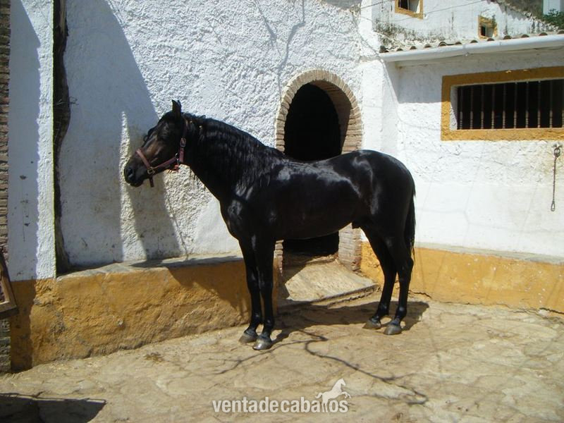 Caballo de Deporte Español (CDE) {TYPE}