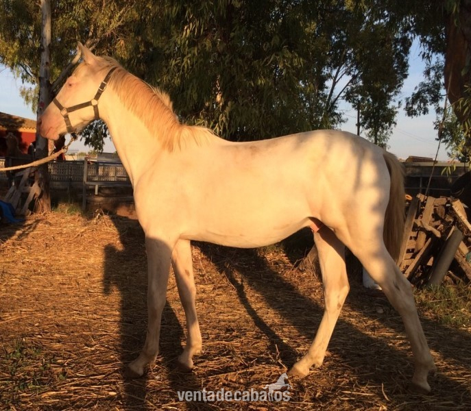 POTRO ALBINO PRE in 