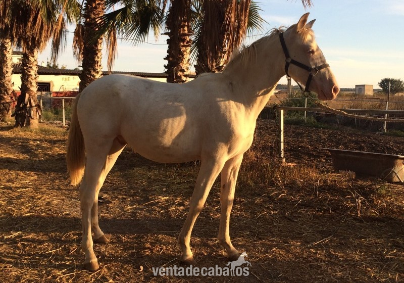 Caballos Pura Raza Española (P.R.E.) Pura Raza Española - POTRO ALBINO PRE