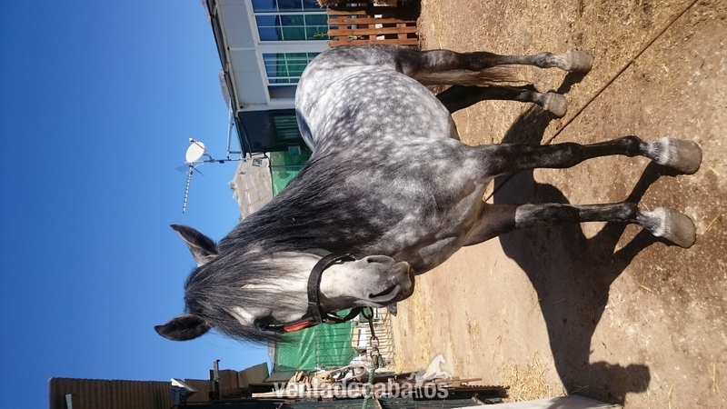 Caballo tordo PRE in 
