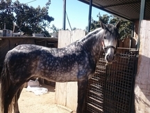 Caballo tordo PRE