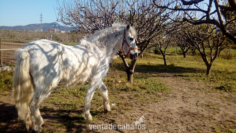 caballo tordo capado in 
