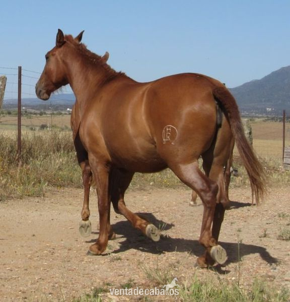 SE VENDE POTRA PRE ALAZANA in 