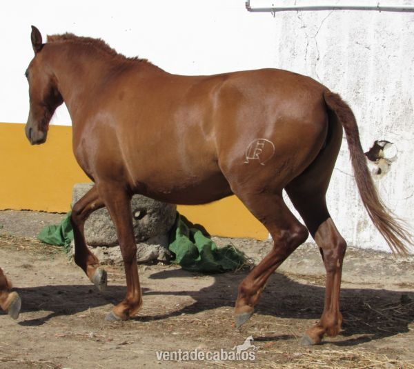 Pura Raza Española