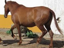 SE VENDE POTRA PRE ALAZANA