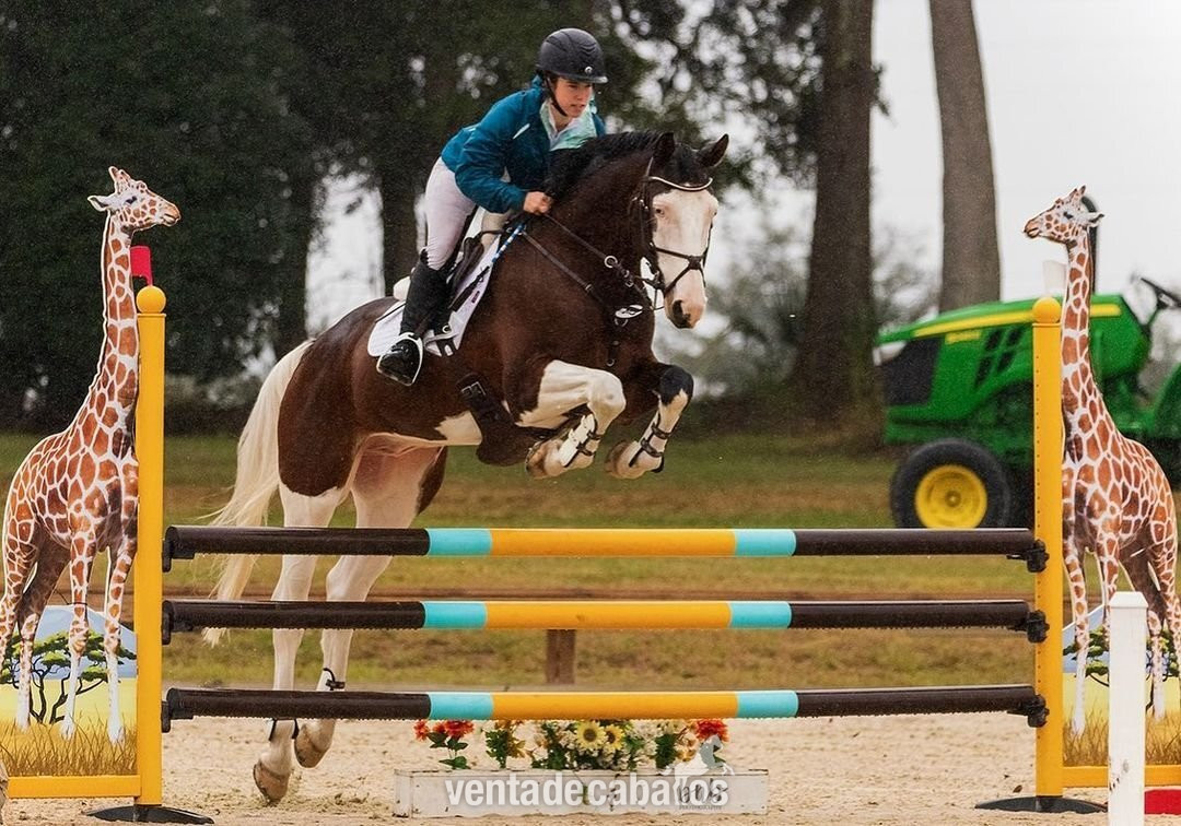 Llamativo Castrado Tobiano Holsteiner a la venta por €9.000 euros in 