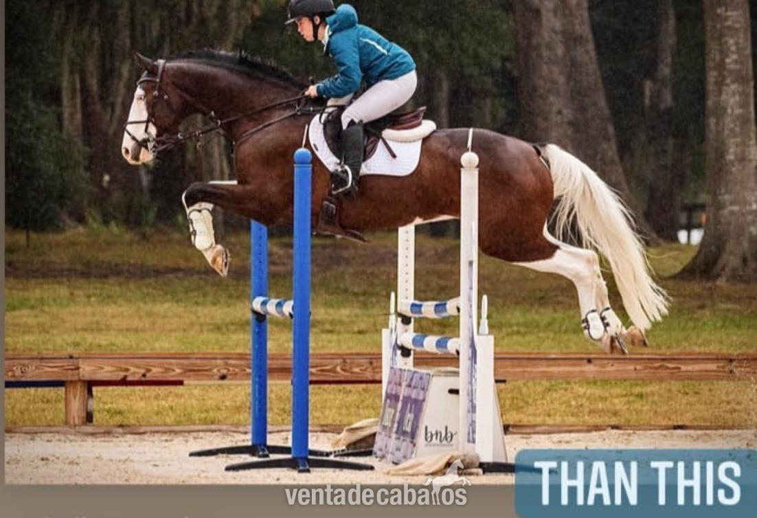 Llamativo Castrado Tobiano Holsteiner a la venta por €9.000 euros - Caballos Capados EMPTY