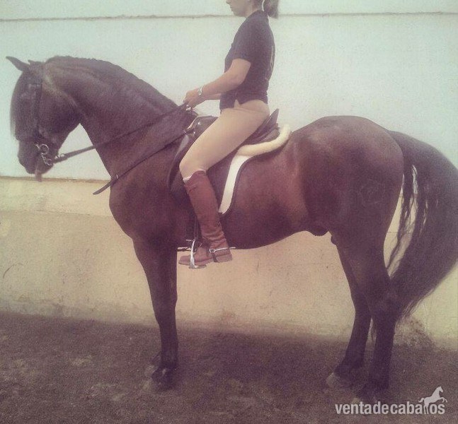 noble caballo PRE in 