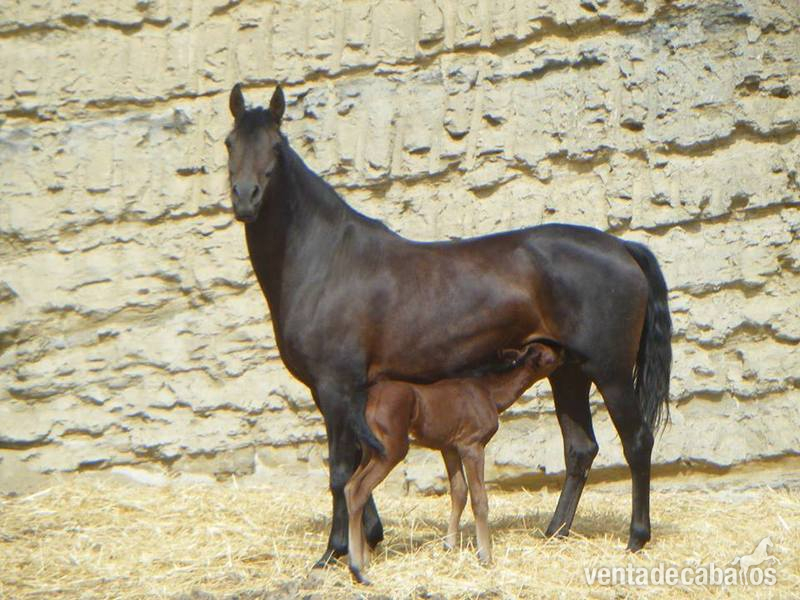 YEGUA RAZA ANDALUZA in 