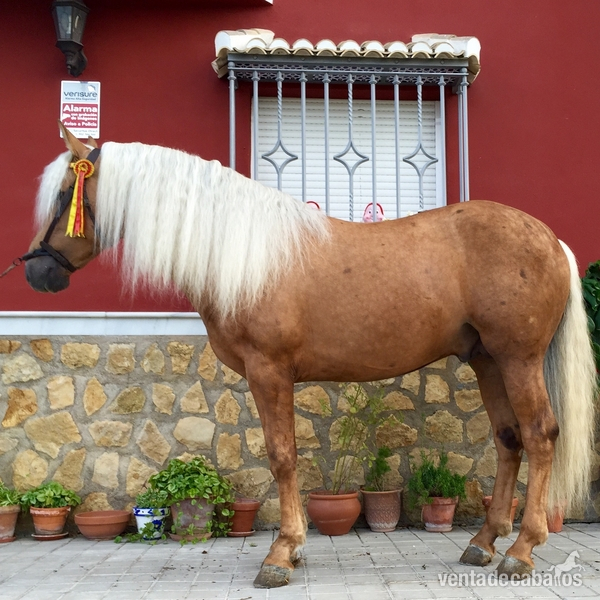 Vendo caballo perla in 