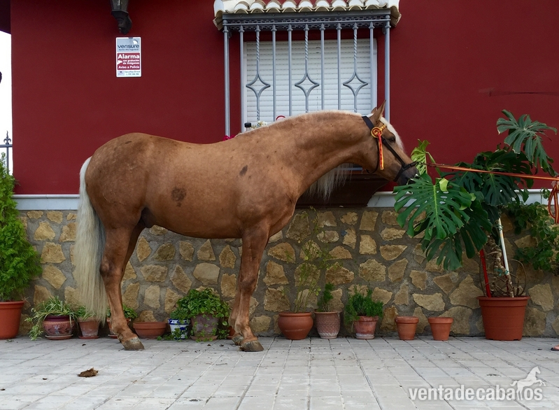 Lusitano