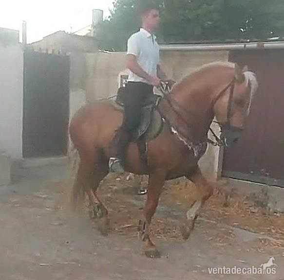 Lusitano {TYPE}