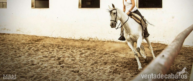 Caballo tordo mosqueado in 